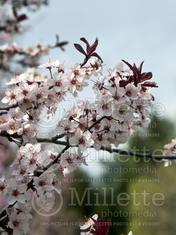 Prunus Newport (cherry plum tree) 3  