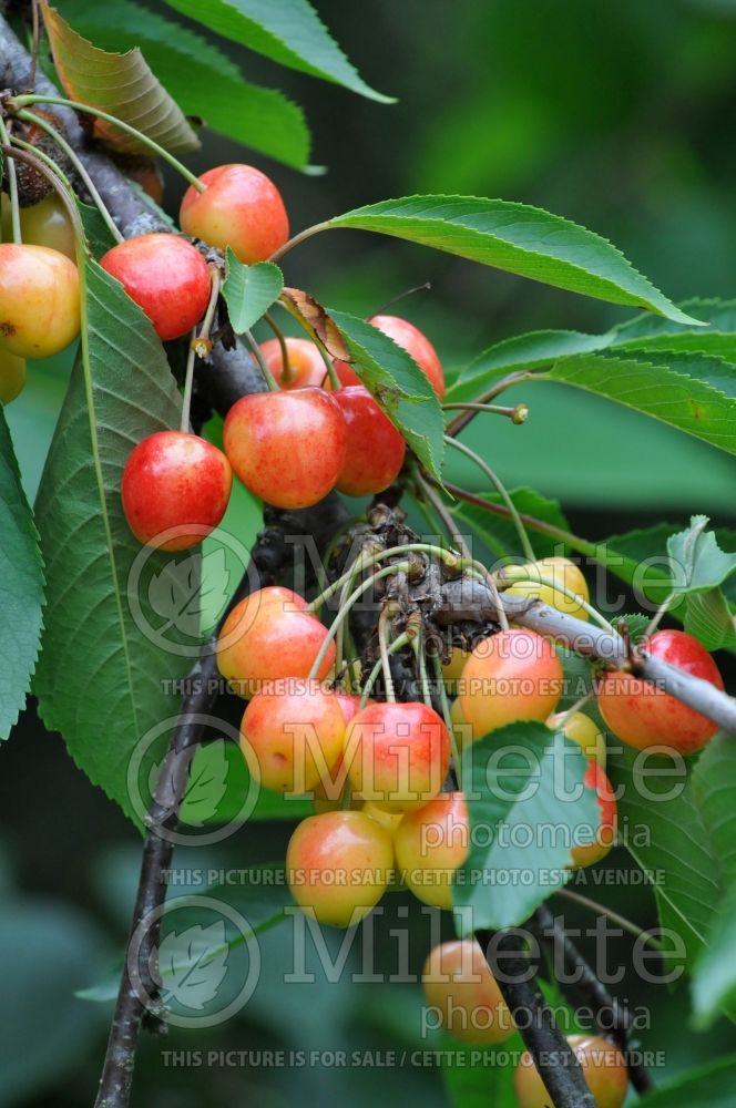 Prunus Bigarreau Napoléon (Cherry tree, cherry) 1  
