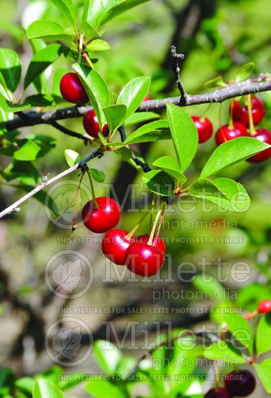 Prunus Juliet (Cherry tree, cherry) 1  