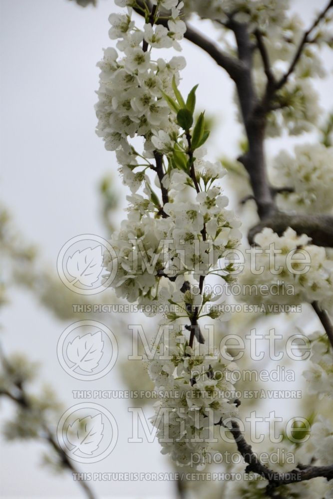 Prunus Romeo (Cherry tree, cherry) 1  