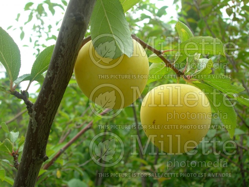 Prunus Early Golden (prune)  1