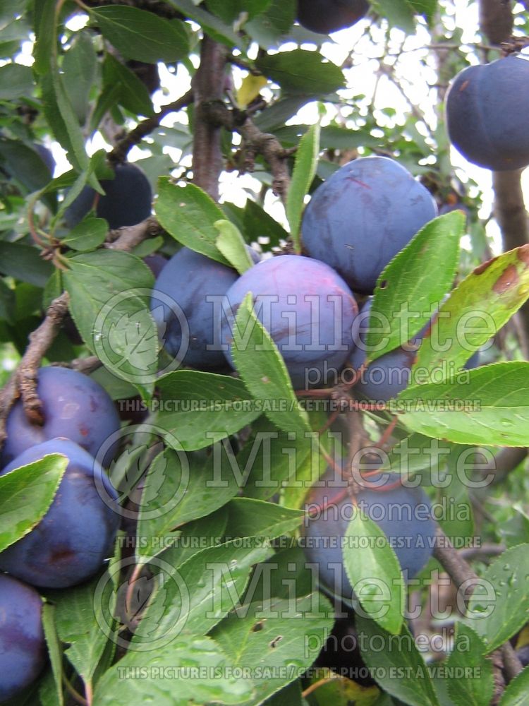 Prunus Mount Royal (Plum)  3