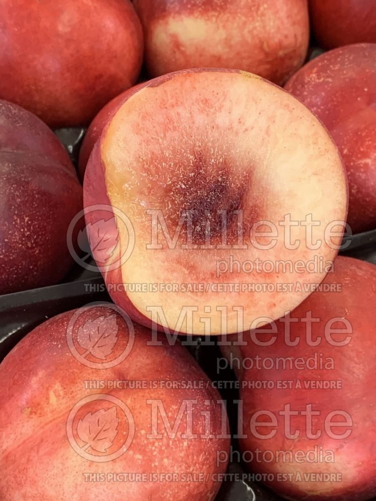 Prunus Roussillon (peach-nectarine) 2 