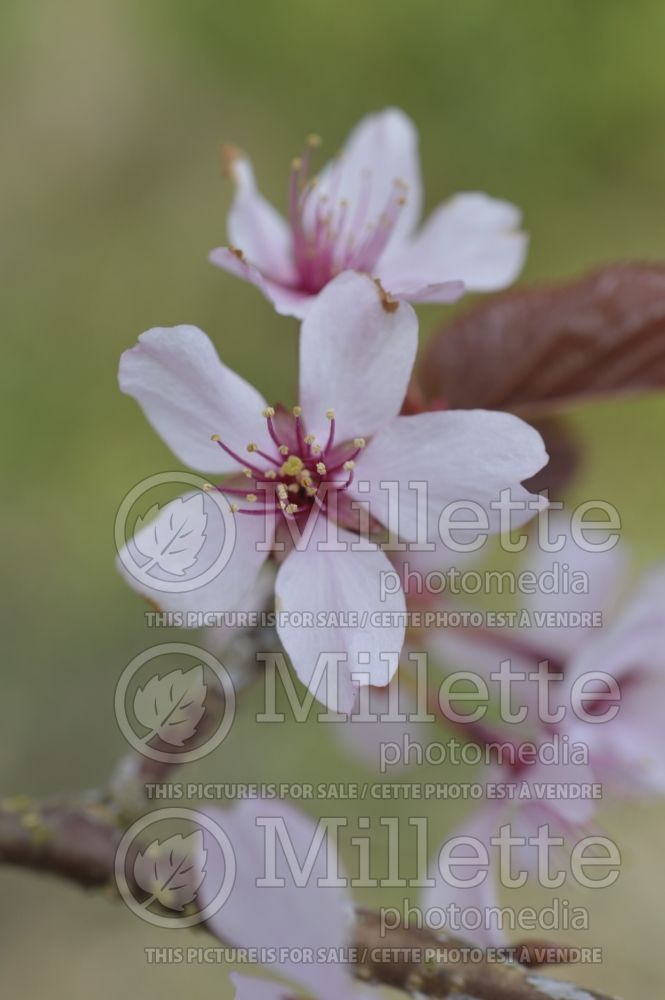 Prunus Columnaris (Cherry) 1
