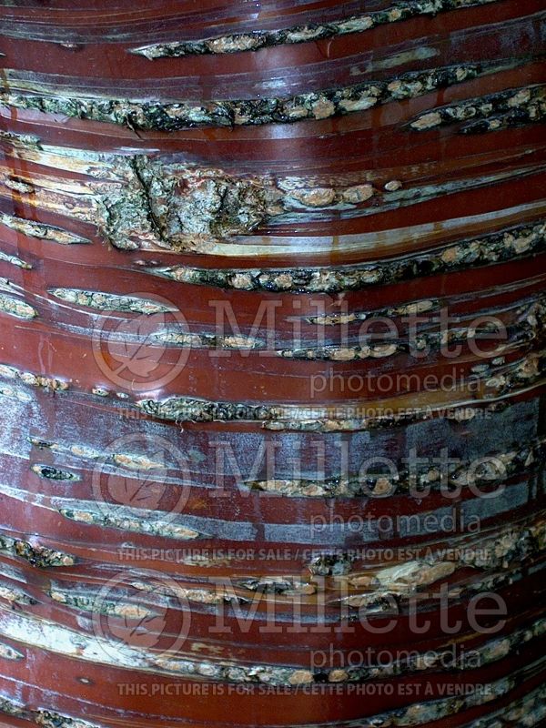 Prunus serrula- bark (paperbark cherry) 4