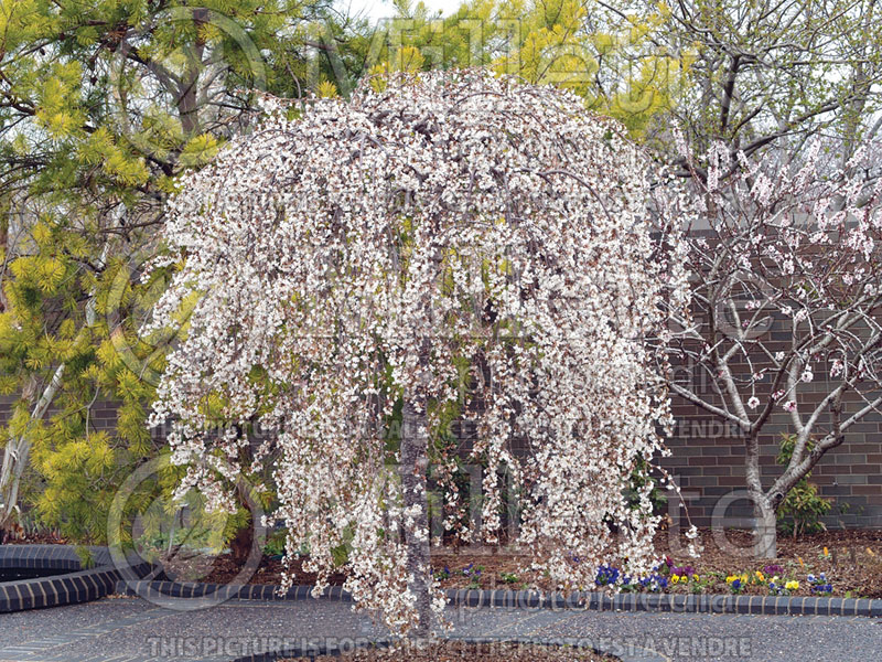 Prunus Snow Fountain ou White Fountain or Snowfozam (Weeping Cherry tree)  2 