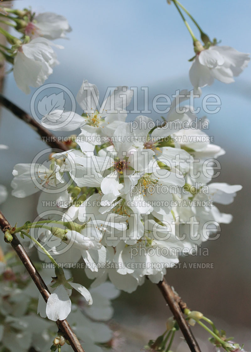 Prunus Snow Fountain ou White Fountain or Snowfozam (Weeping Cherry tree)  3 