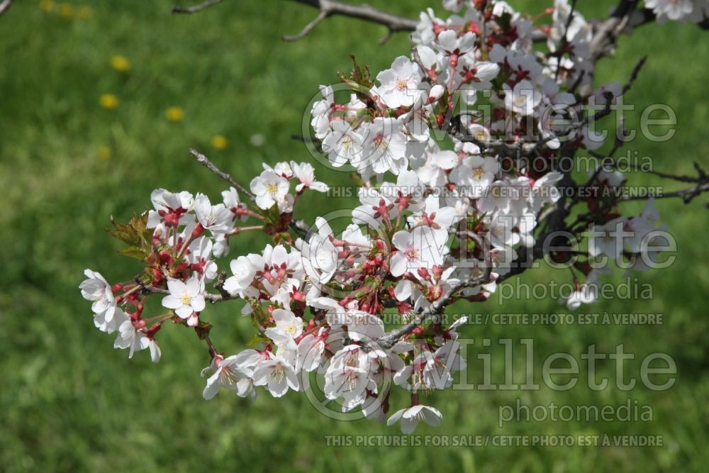 Prunus subhirtella (higan cherry) 6 