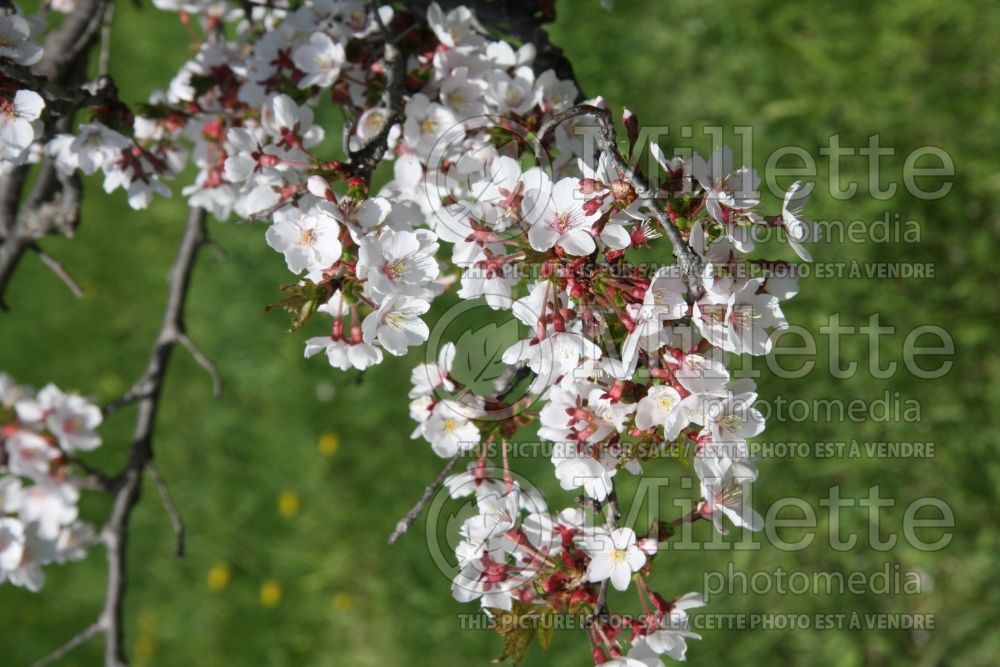 Prunus subhirtella (higan cherry) 7 