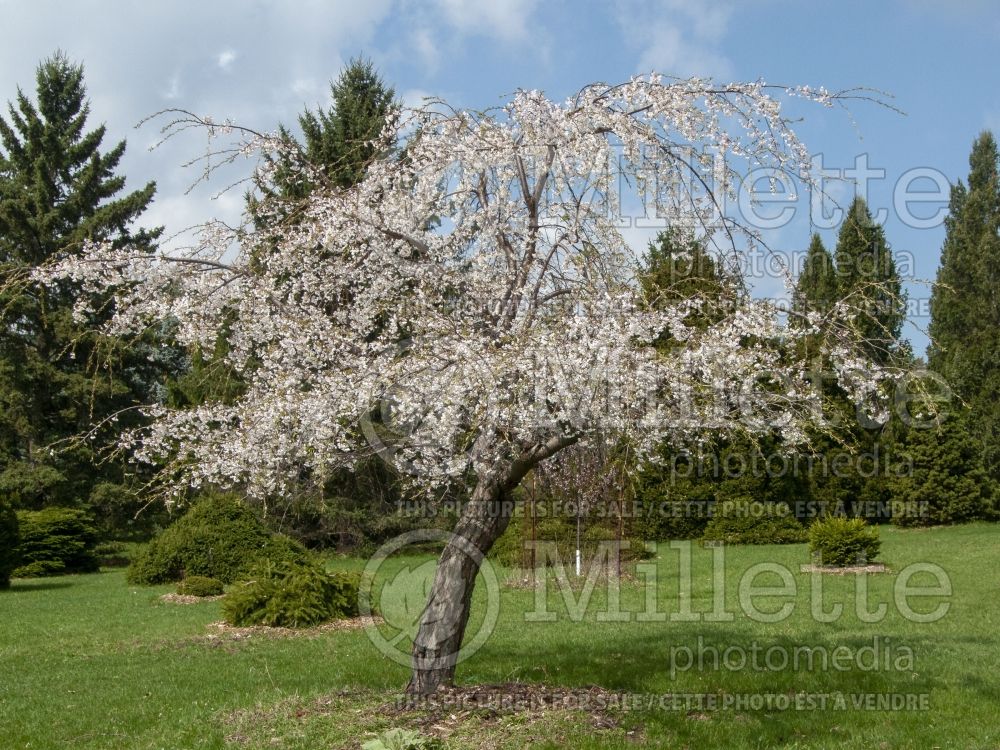 Prunus yedoensis (Yoshino cherry tree)  6