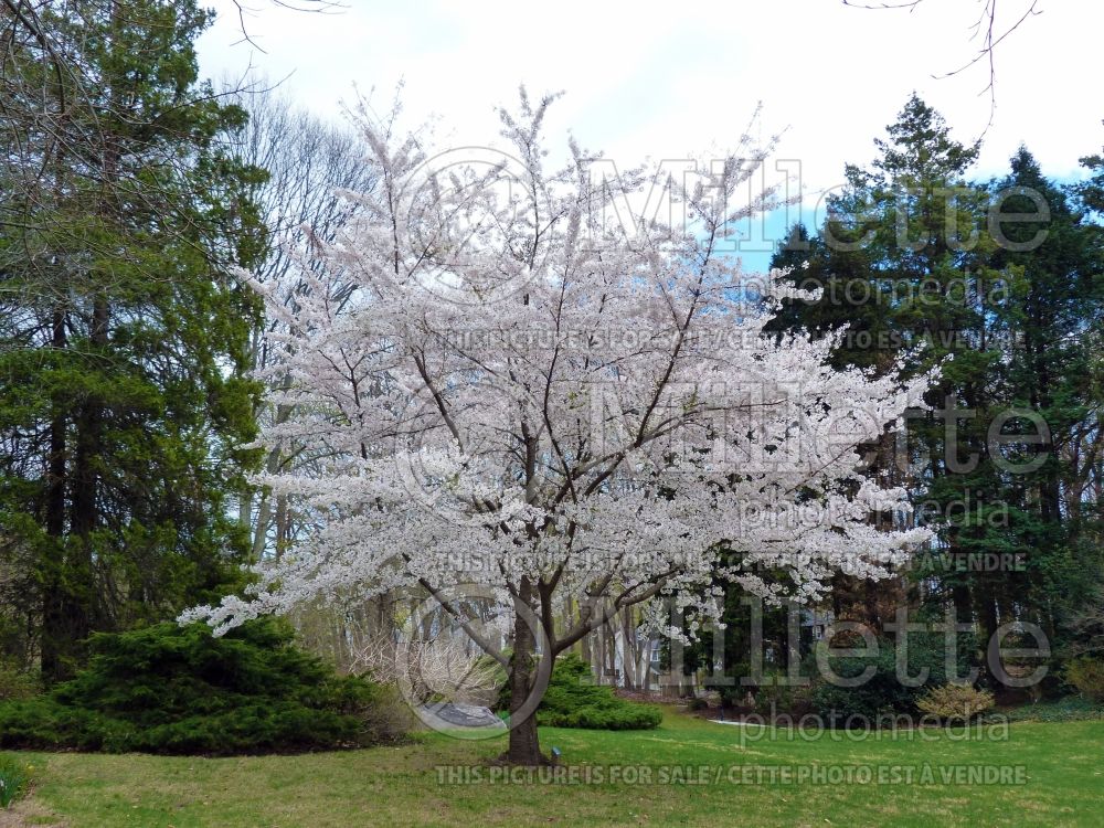 Prunus yedoensis (Yoshino cherry tree)  2