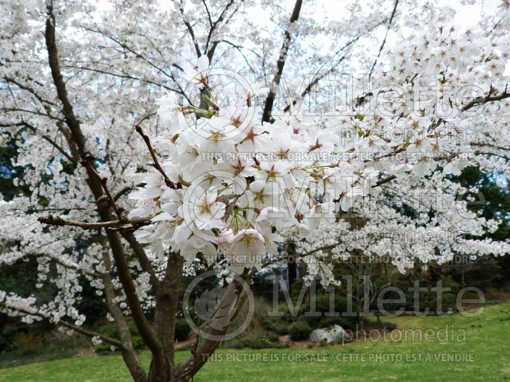 Prunus yedoensis (Yoshino cherry tree)  4