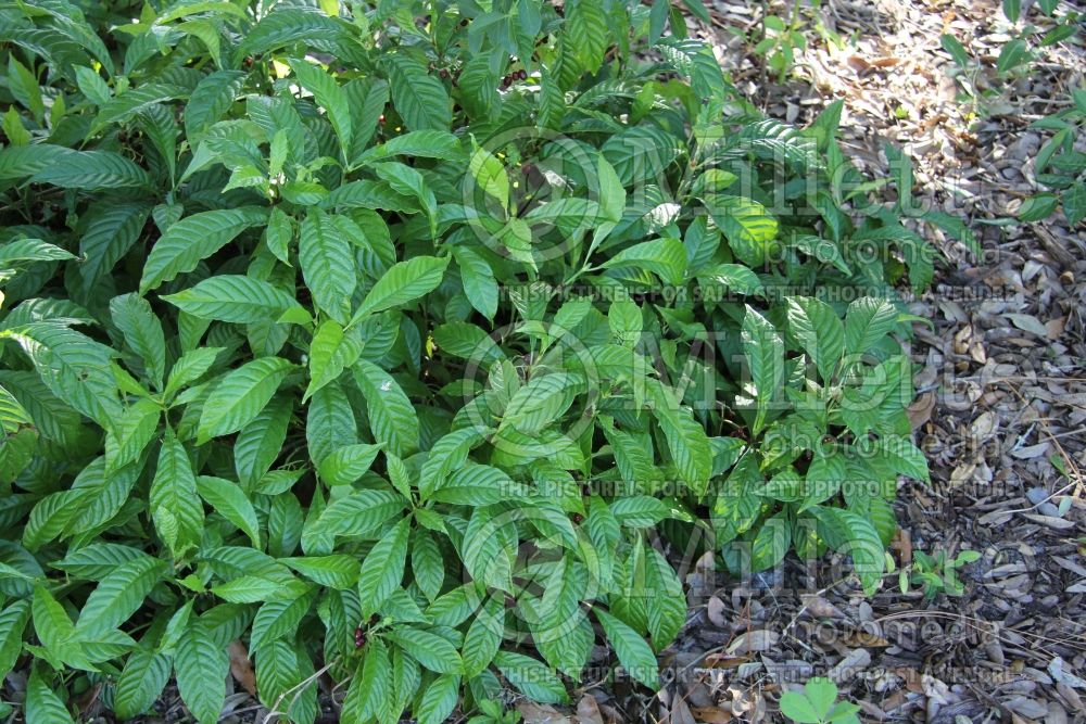 Psychotria nervosa (Seminole balsamo or wild coffee) 1 