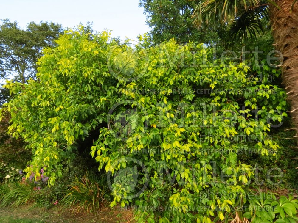 Ptelea Aurea (Common Hoptree) 1 