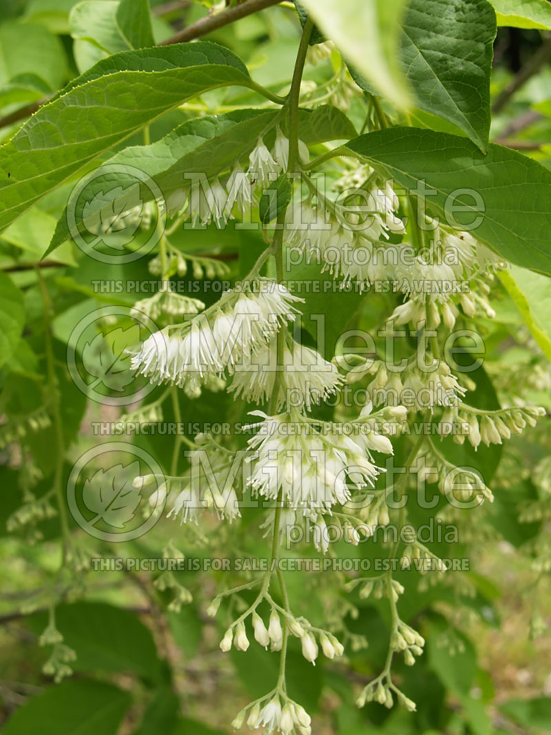 Pterostyrax hispida (fragrant epaulette tree) 1 