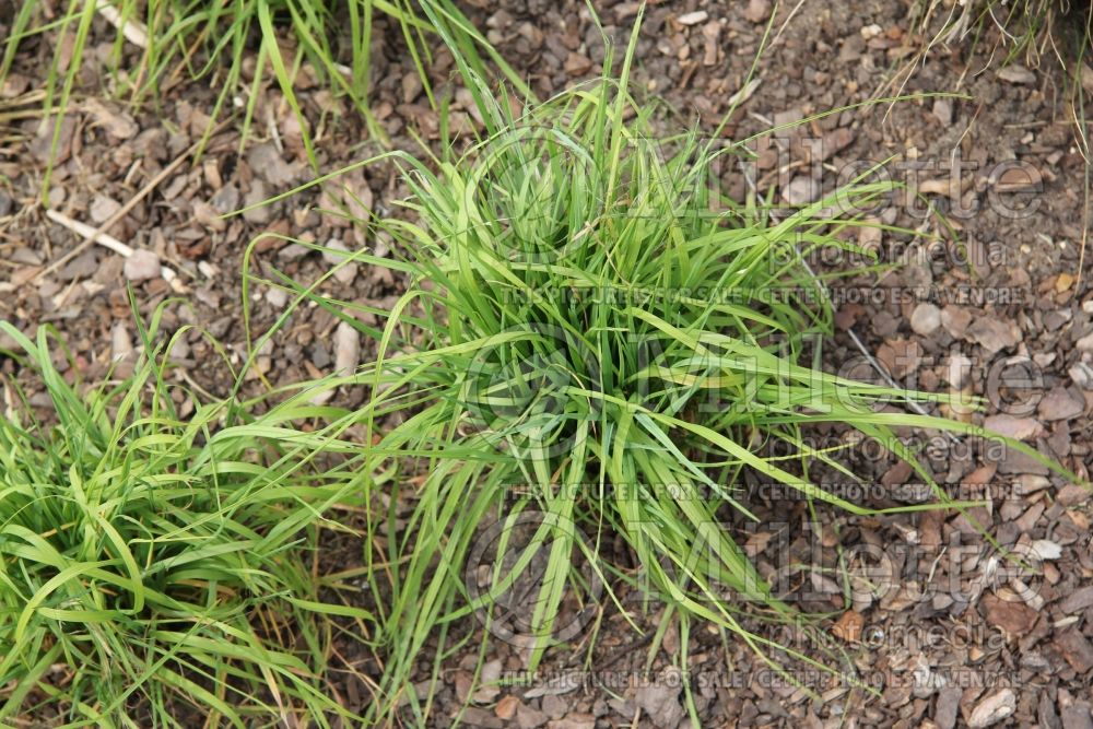 Puccinellia distans (European alkali grass) 1