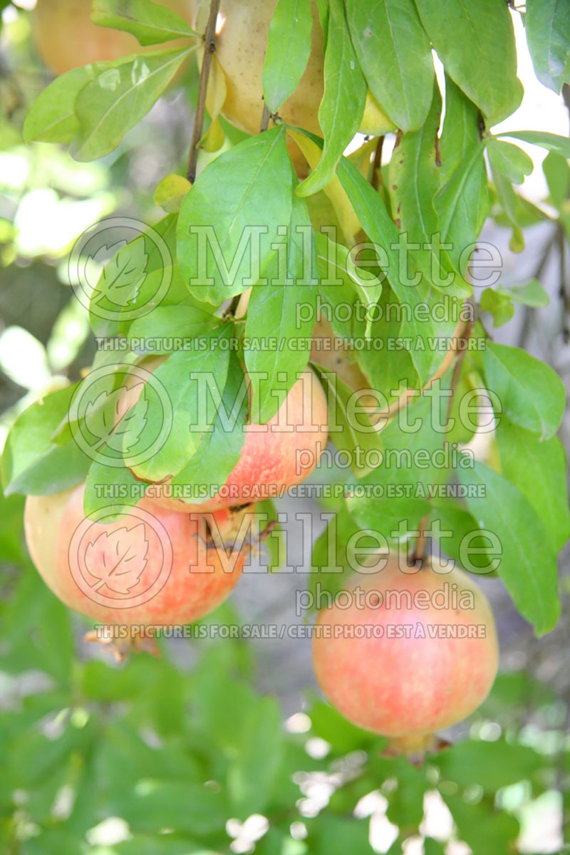 Punica granatum (Pomegranate) 4 