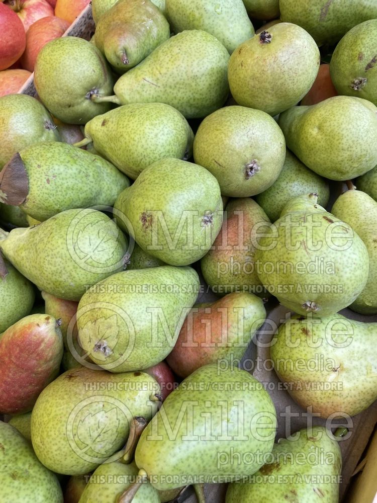 Pyrus Jules Guyot (pear tree – fruit - poire) 1