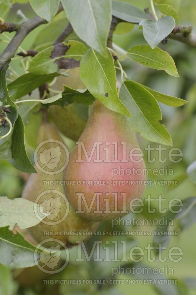 Pyrus Abbe Fetel (Pear tree) 1