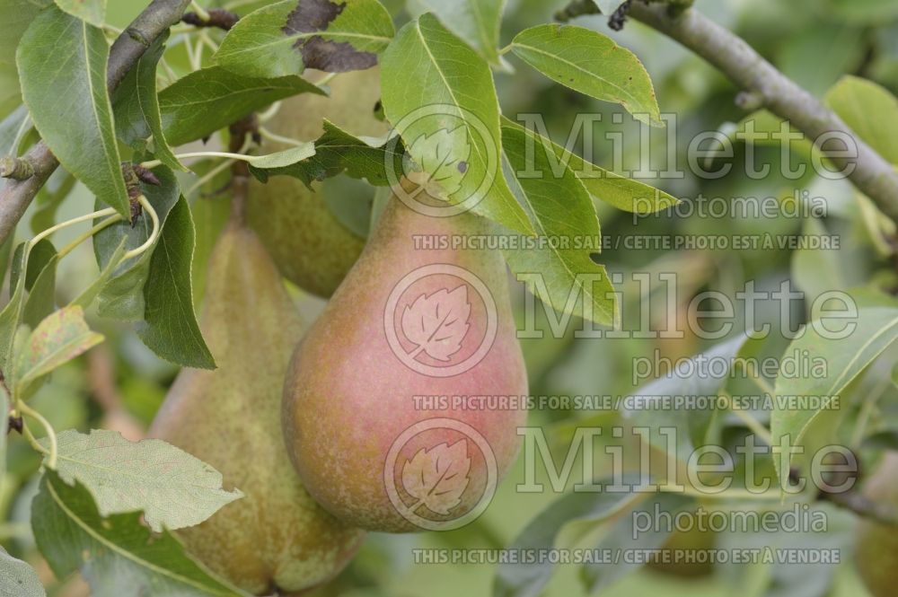 Pyrus Abbe Fetel (Pear tree) 2