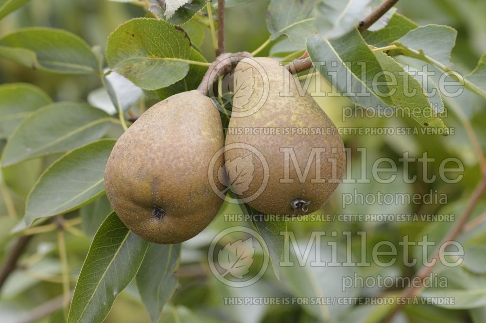 Pyrus Belle Julie (Pear tree) 1