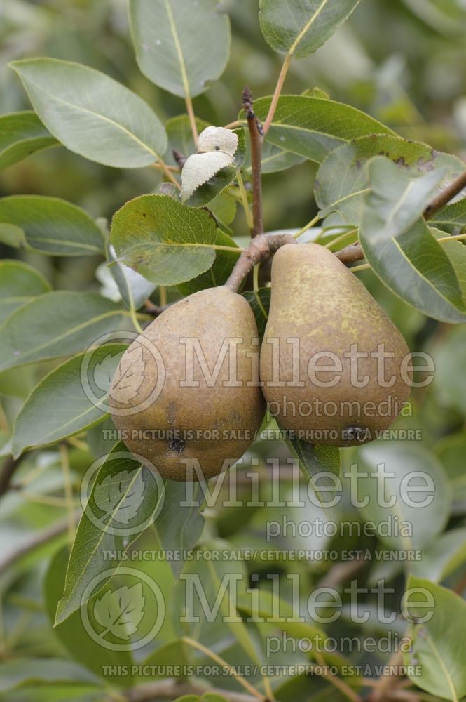 Pyrus Belle Julie (Pear tree) 2