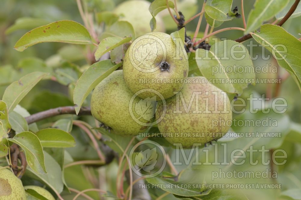 Pyrus Bergamote Esperen (Pear tree) 1