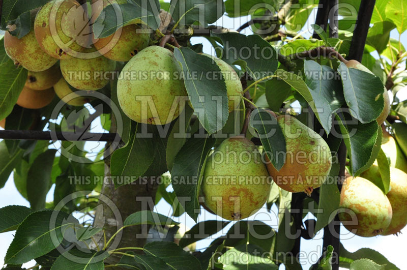 Pyrus Beth (Pear tree) 1