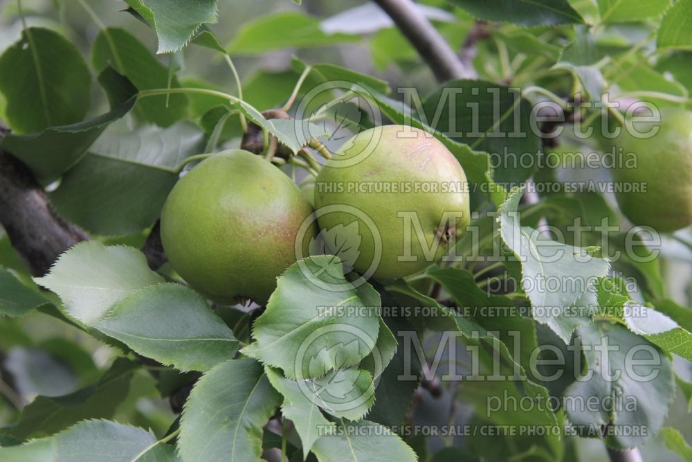 Pyrus Golden Spice (pear) 9