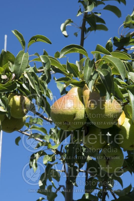 Pyrus Harrow Sweet (Pear tree) 2
