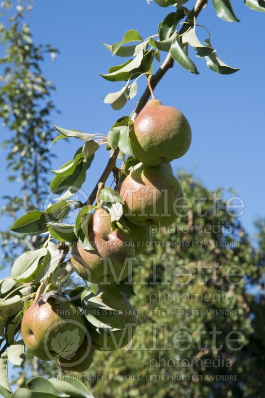 Pyrus Harrow Sweet (Pear tree) 3