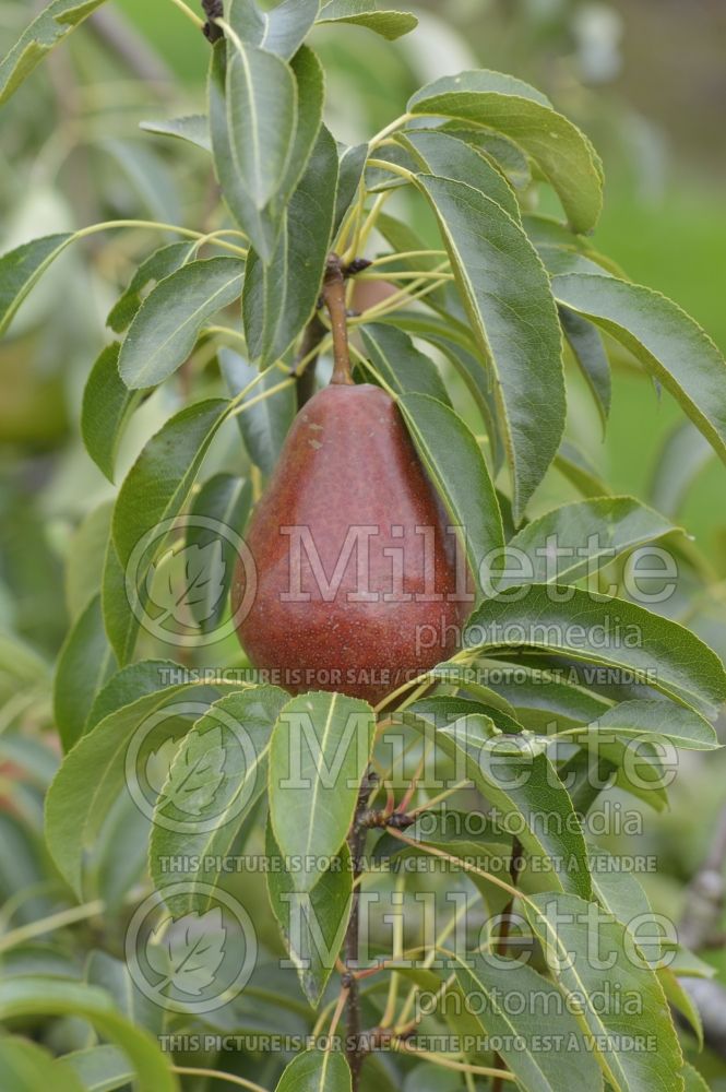 Pyrus Louise Bonne of Jersey (Pear tree) 1