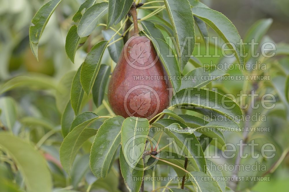 Pyrus Louise Bonne of Jersey (Pear tree) 2