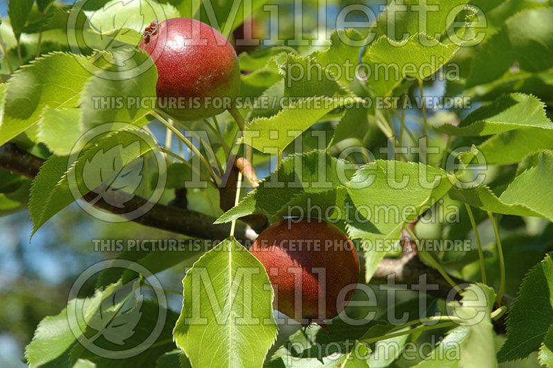 Pyrus Golden Spice (Pear)   3