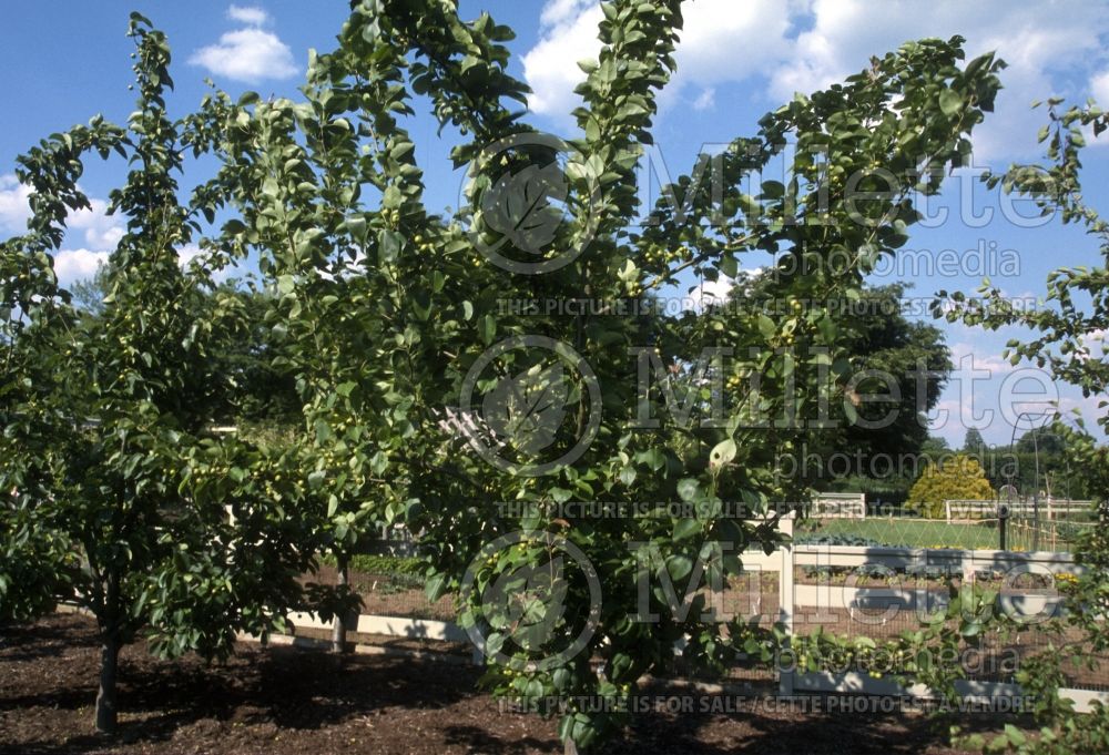 Pyrus pyrifolia (Chinese pear tree) 3 