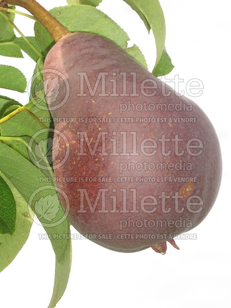 Pyrus Red Bartlett (Pear)   2
