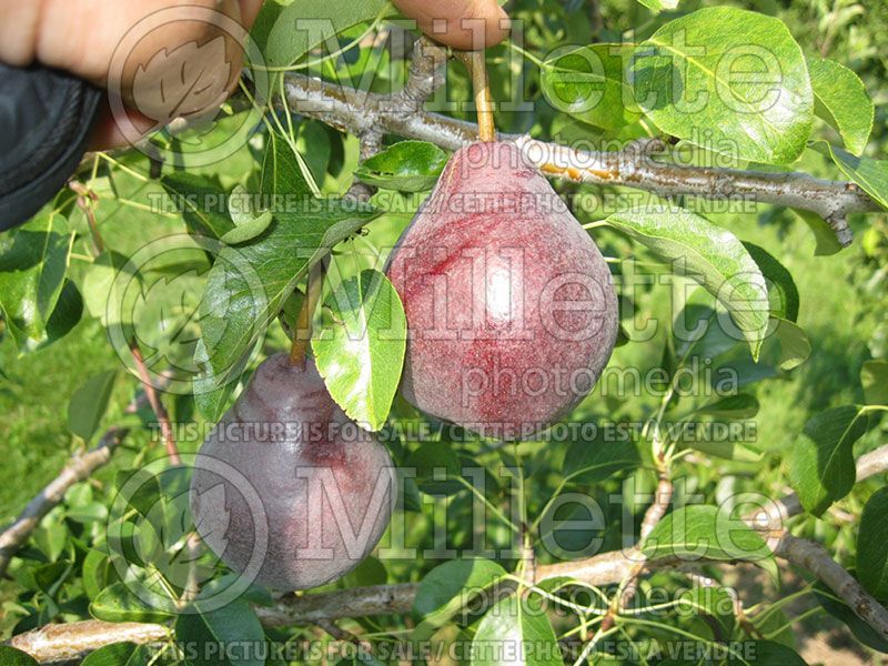 Pyrus Red Bartlett (Pear)   3