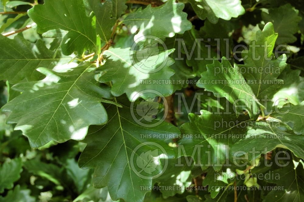 Quercus bicolor (swamp white oak) 16