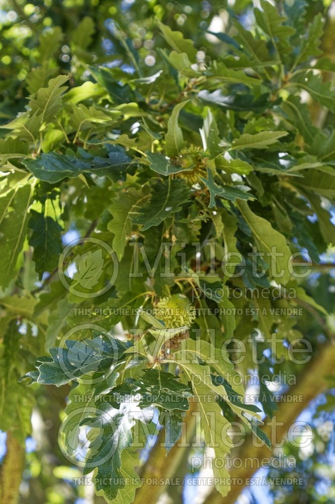 Quercus cerris (Turkish Oak) 1 