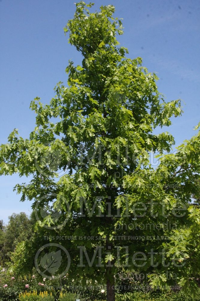 Quercus alba (White Oak)  3