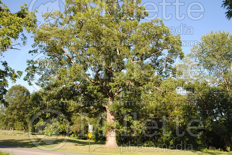 Quercus alba (White Oak)  7