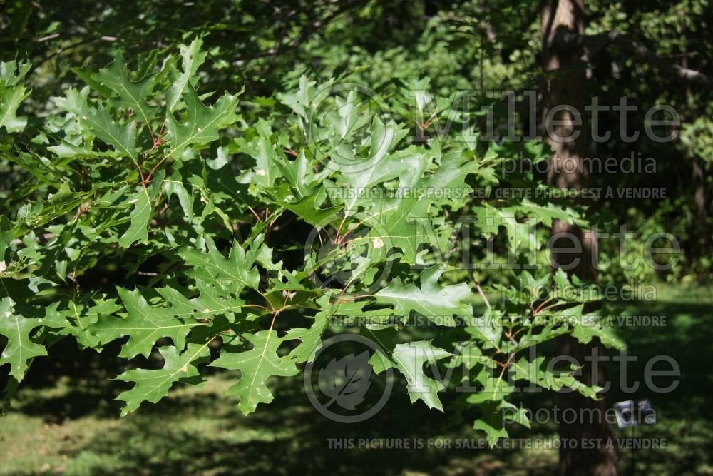 Quercus coccinea (Scarlet oak) 5 