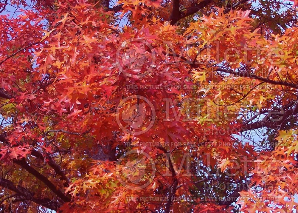 Quercus coccinea (Scarlet oak) 7 