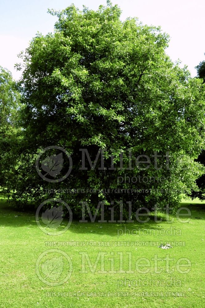 Quercus lyrata (overcup oak) 1