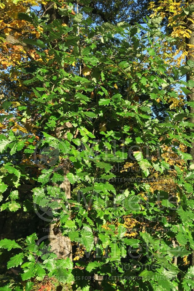 Quercus Clemons aka Heritage (bur oak) 1 