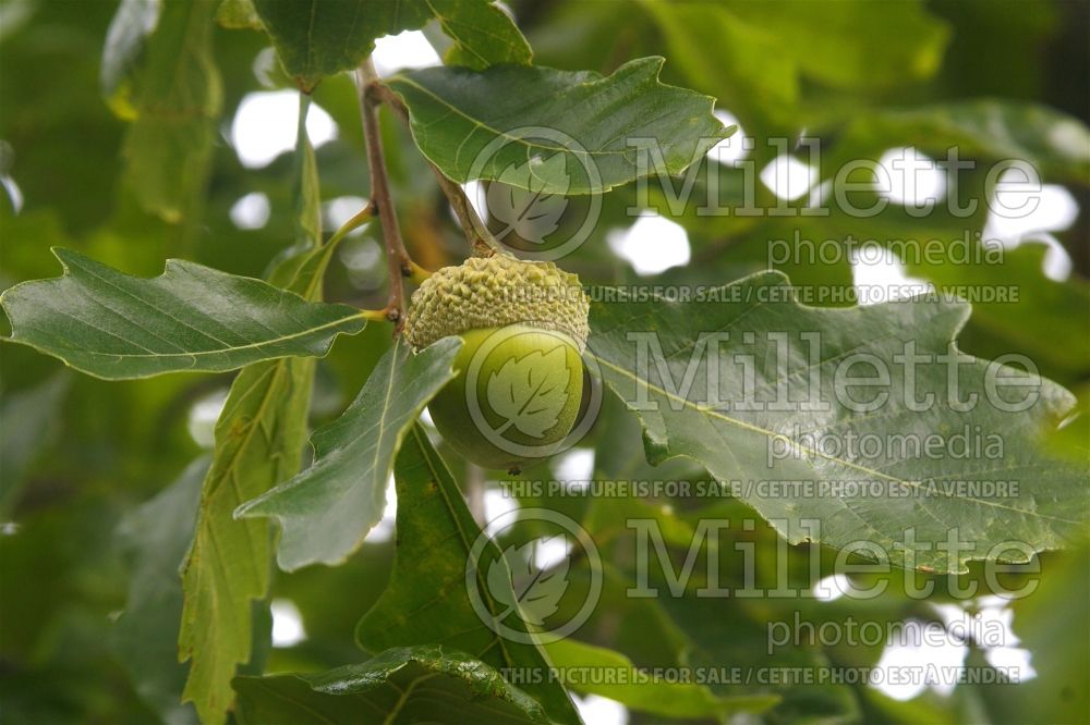 Quercus muehlenbergii (chinkapin oak) 3 