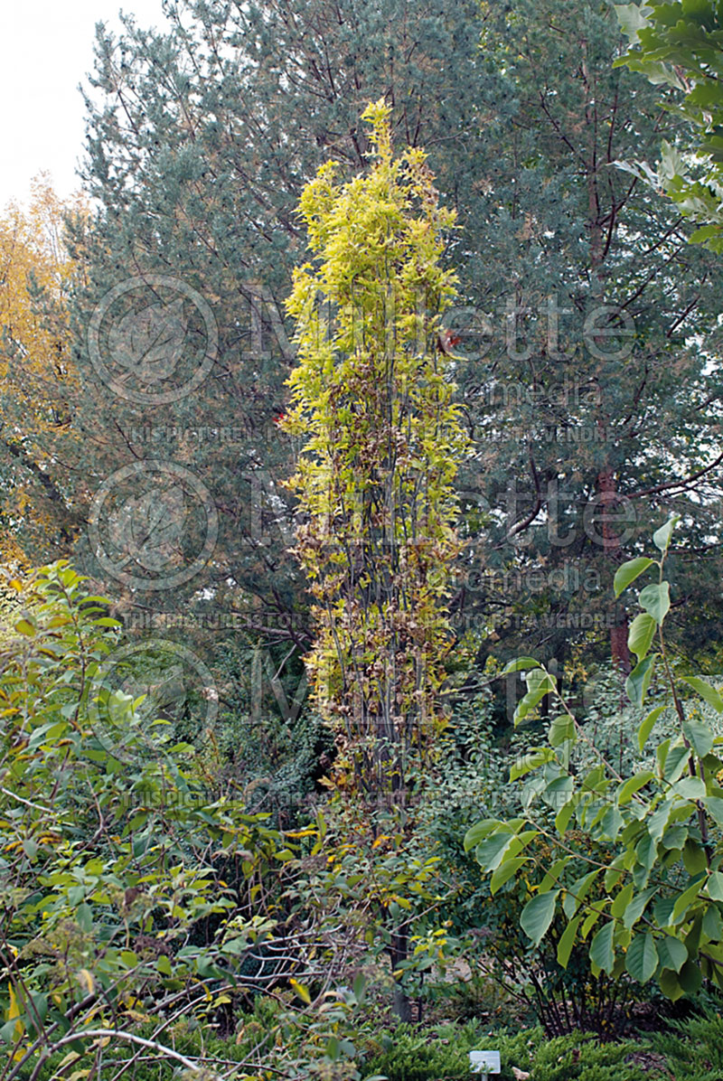 Quercus Green Pillar aka Pringreen (Pin oak) 2 