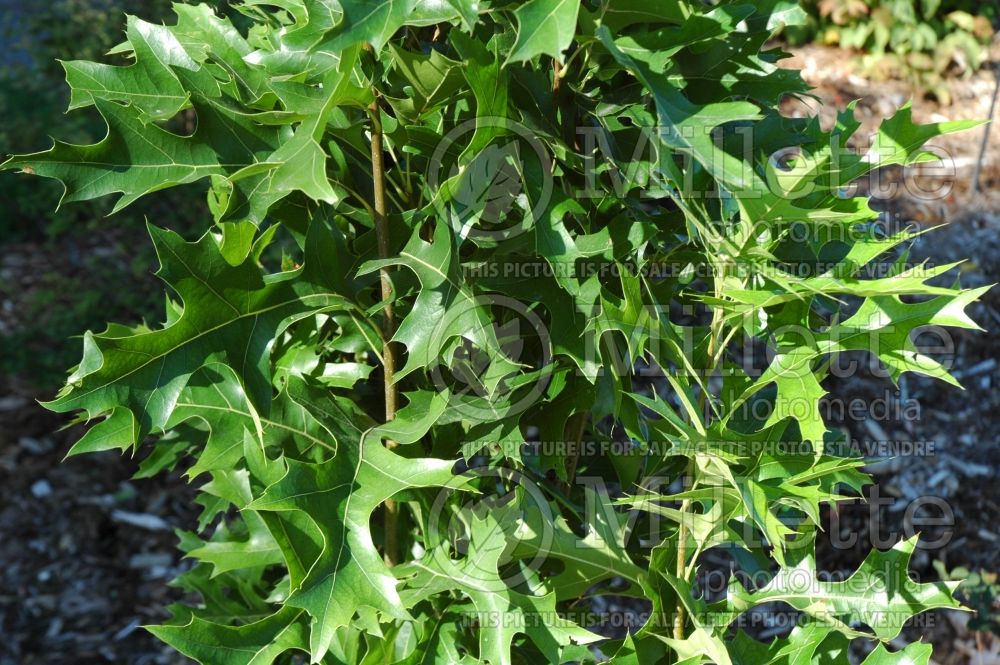 Quercus Green Pillar aka Pringreen (Pin oak) 4 