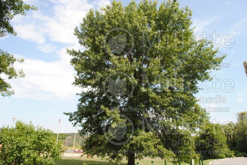 Quercus palustris (Pin oak) 3 
