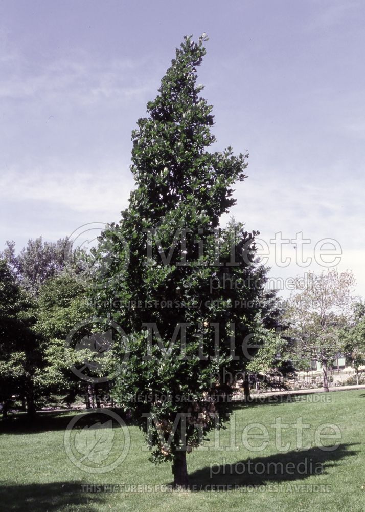 Quercus Fastigiata (English oak) 9 